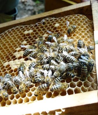 Honey-bees