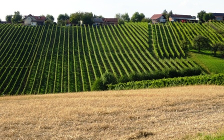 Jeruzalem-wine-tree