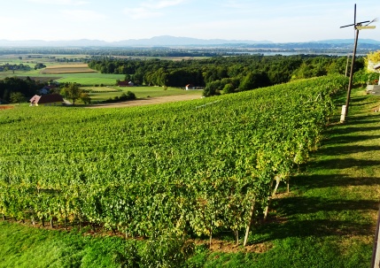 Prlekija-vineyards